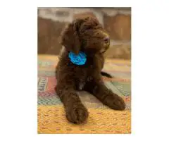 Beautiful coat Goldendoodles