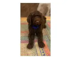 Beautiful coat Goldendoodles