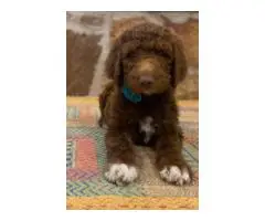 Beautiful coat Goldendoodles