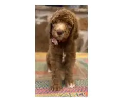 Beautiful coat Goldendoodles