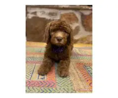 Beautiful coat Goldendoodles