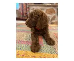Beautiful coat Goldendoodles