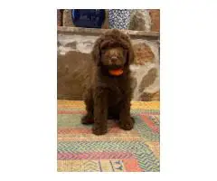 Beautiful coat Goldendoodles