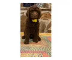 Beautiful coat Goldendoodles