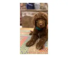 Beautiful coat Goldendoodles