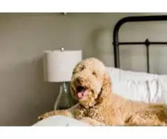 Beautiful coat Goldendoodles