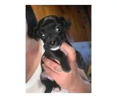Chihuahua x Teacup Yorkie