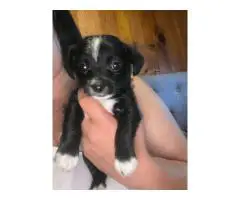 Chihuahua x Teacup Yorkie