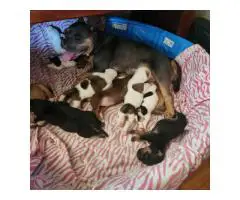 8 Pocket Bully puppies available
