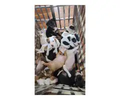 8 Pocket Bully puppies available
