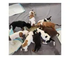 8 Pocket Bully puppies available