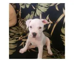 8 Pocket Bully puppies available