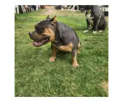 8 Pocket Bully puppies available
