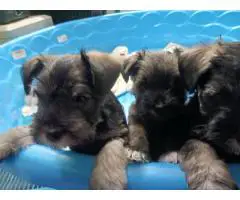 2 liver-colored Schnauzer puppies available