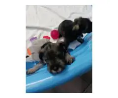 2 liver-colored Schnauzer puppies available