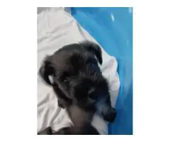 2 liver-colored Schnauzer puppies available