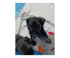 2 liver-colored Schnauzer puppies available