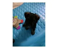2 liver-colored Schnauzer puppies available