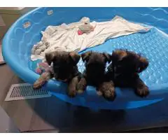 2 liver-colored Schnauzer puppies available