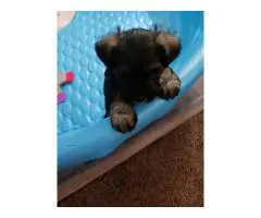 2 liver-colored Schnauzer puppies available