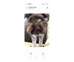2 liver-colored Schnauzer puppies available