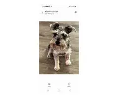 2 liver-colored Schnauzer puppies available