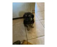 6 Shepsky puppies need a home