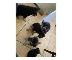 6 Shepsky puppies need a home