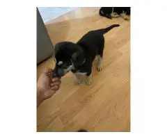 6 Shepsky puppies need a home