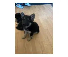 6 Shepsky puppies need a home