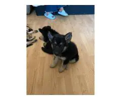 6 Shepsky puppies need a home