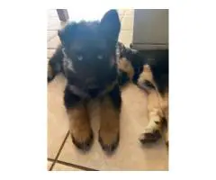 6 Shepsky puppies need a home