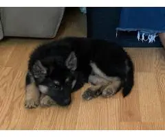 6 Shepsky puppies need a home