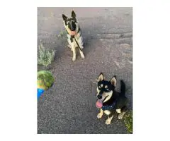 6 Shepsky puppies need a home