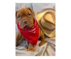 6 weeks old Dogue de Bordeaux pups
