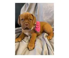 6 weeks old Dogue de Bordeaux pups