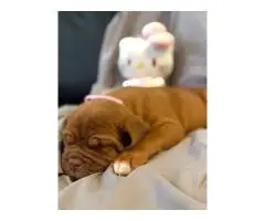 6 weeks old Dogue de Bordeaux pups