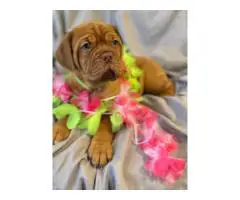 6 weeks old Dogue de Bordeaux pups