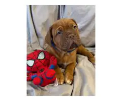6 weeks old Dogue de Bordeaux pups