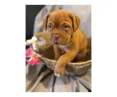 6 weeks old Dogue de Bordeaux pups