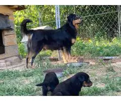 English Shepherd stock puppies for sale