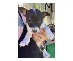 Bull Terrier x Blue Heeler puppies
