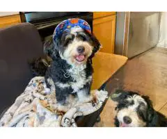 3 months old Mini Bernedoodle puppies for sale