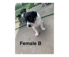 Rat Terrier Puppies – Ready End of June