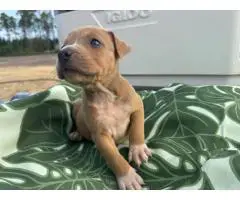 Bully/Pit Mix Puppies for Rehoming