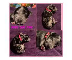 Beautiful Great Dane puppies