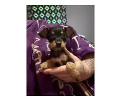 2 Tiny Girls Looking for Forever Homes