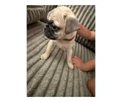Pug puppy only male