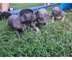 3 Xoloitzcuintli puppies for sale