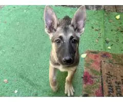 3 Shepinois Puppies Ready for Rehoming